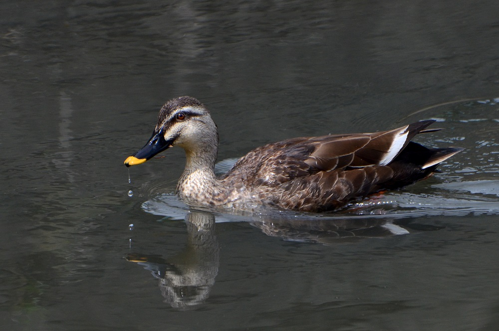 Spot-billed Duck (Anas poecilorhyncha) em Hakodate - Foto: Susana e Wagner Coppede