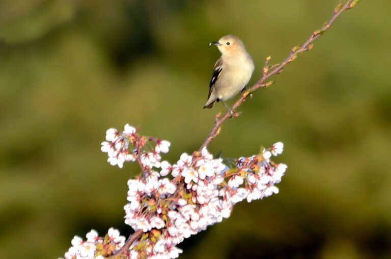Chestnutcheeked Starling fêmea (Agropsar philippensis) Fauna News