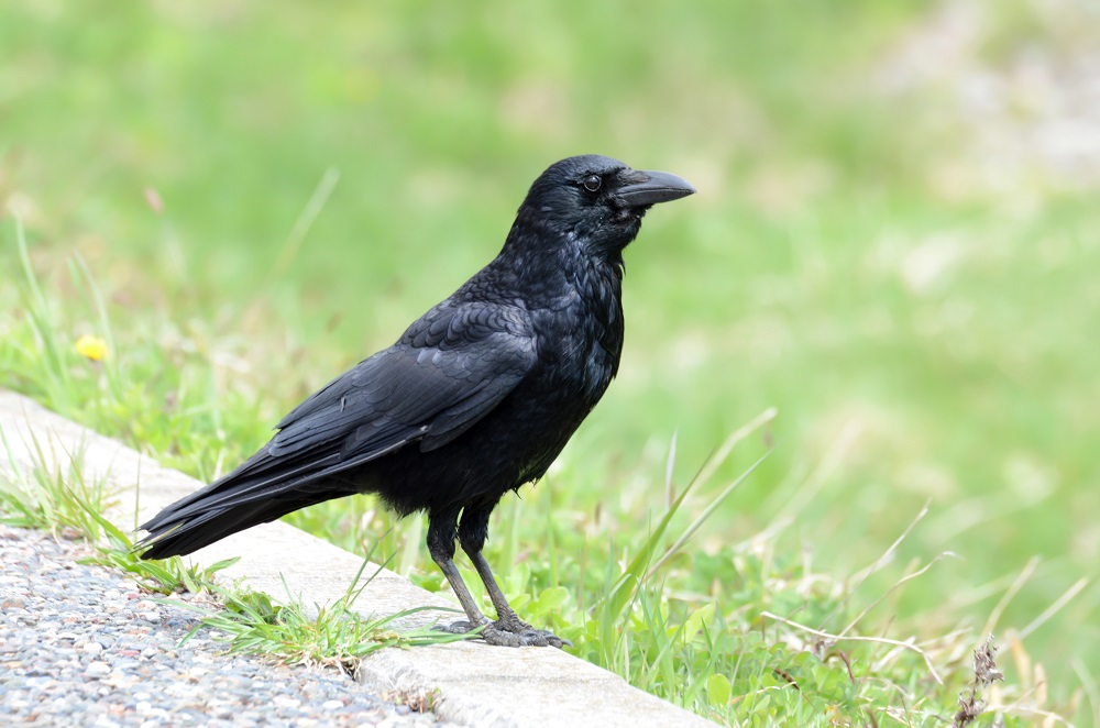Gralha-preta - Carrion Crow (Corvus corone) em Hakodate – Foto: Susana e Wagner Coppede