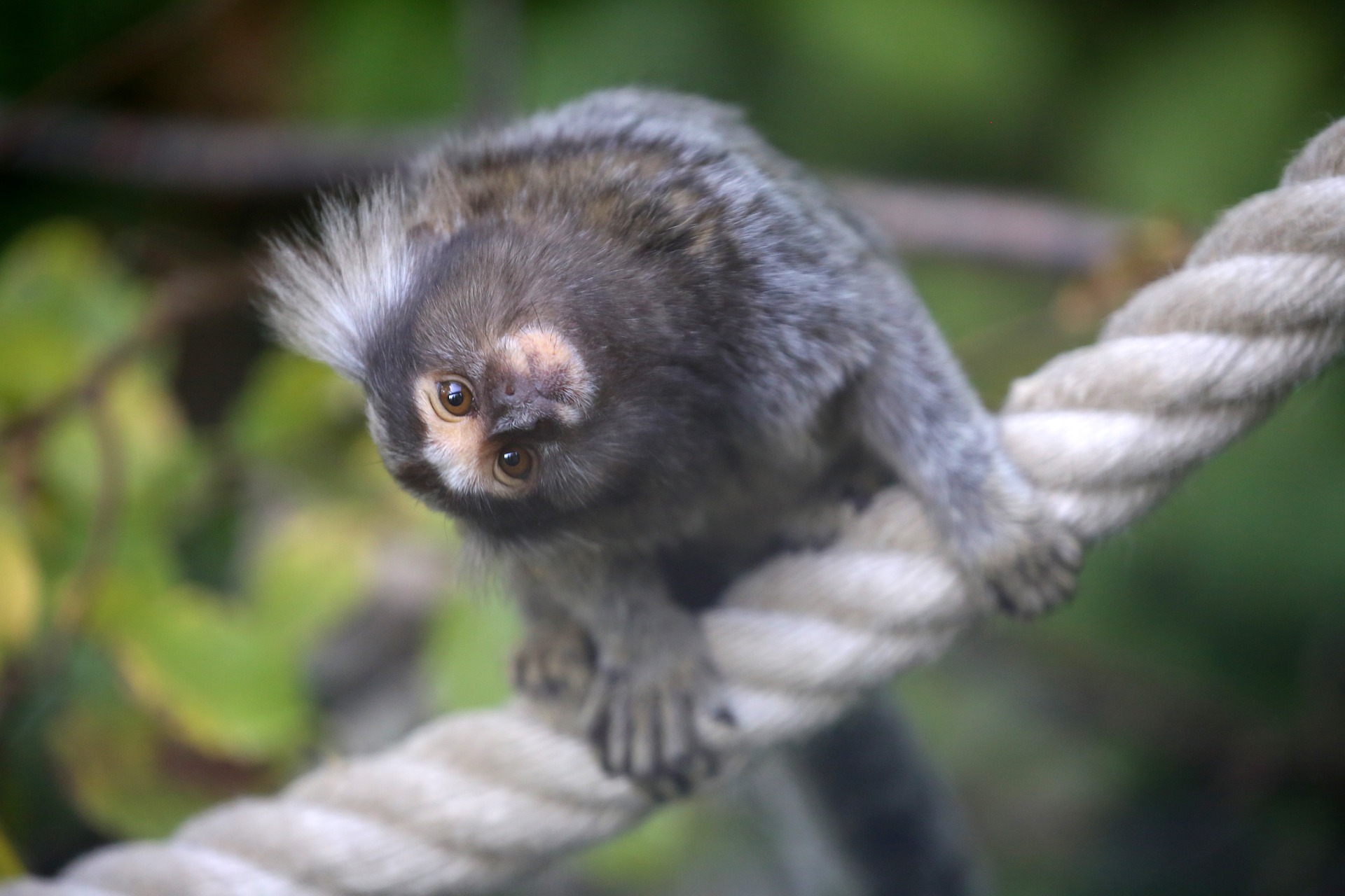 Você não deve alimentar os saguis - Fauna News