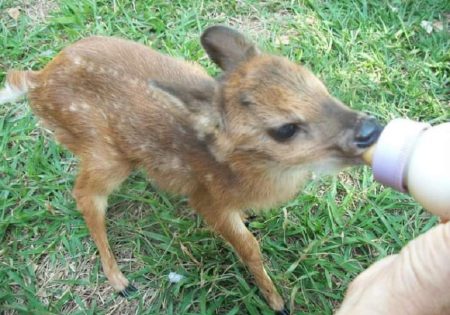 Fauna News