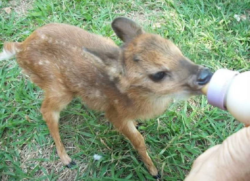 Fauna News