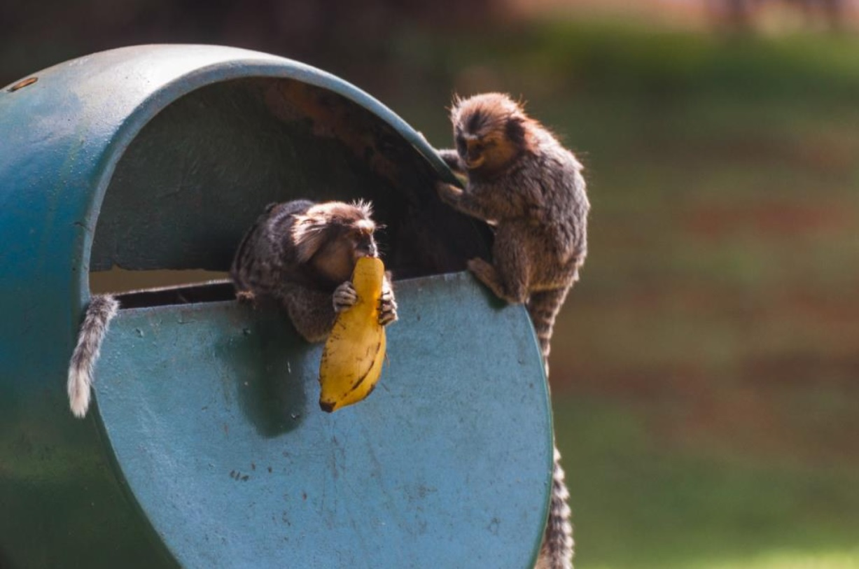 Você não deve alimentar os saguis - Fauna News