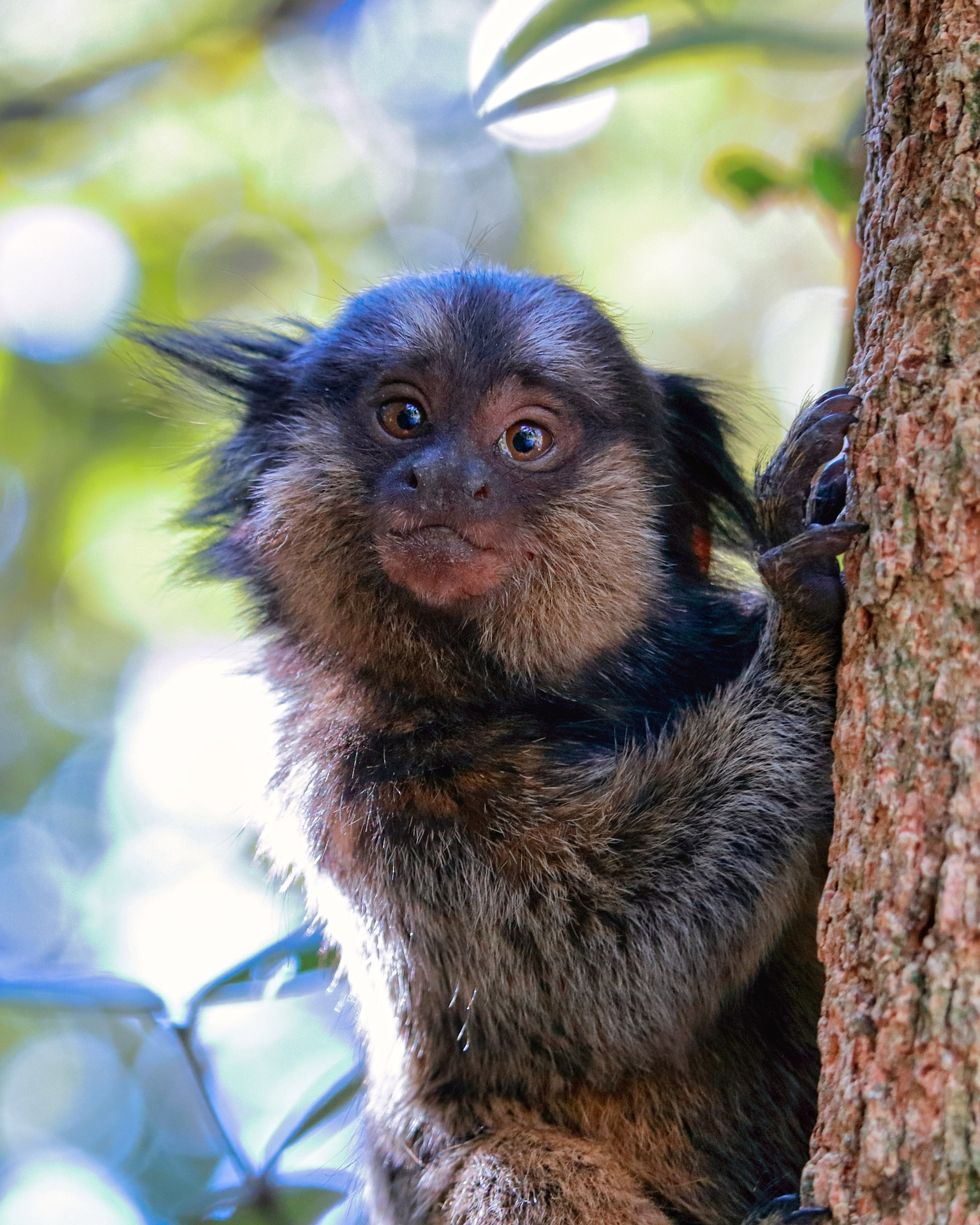 Macaco sagui: características e alimentação