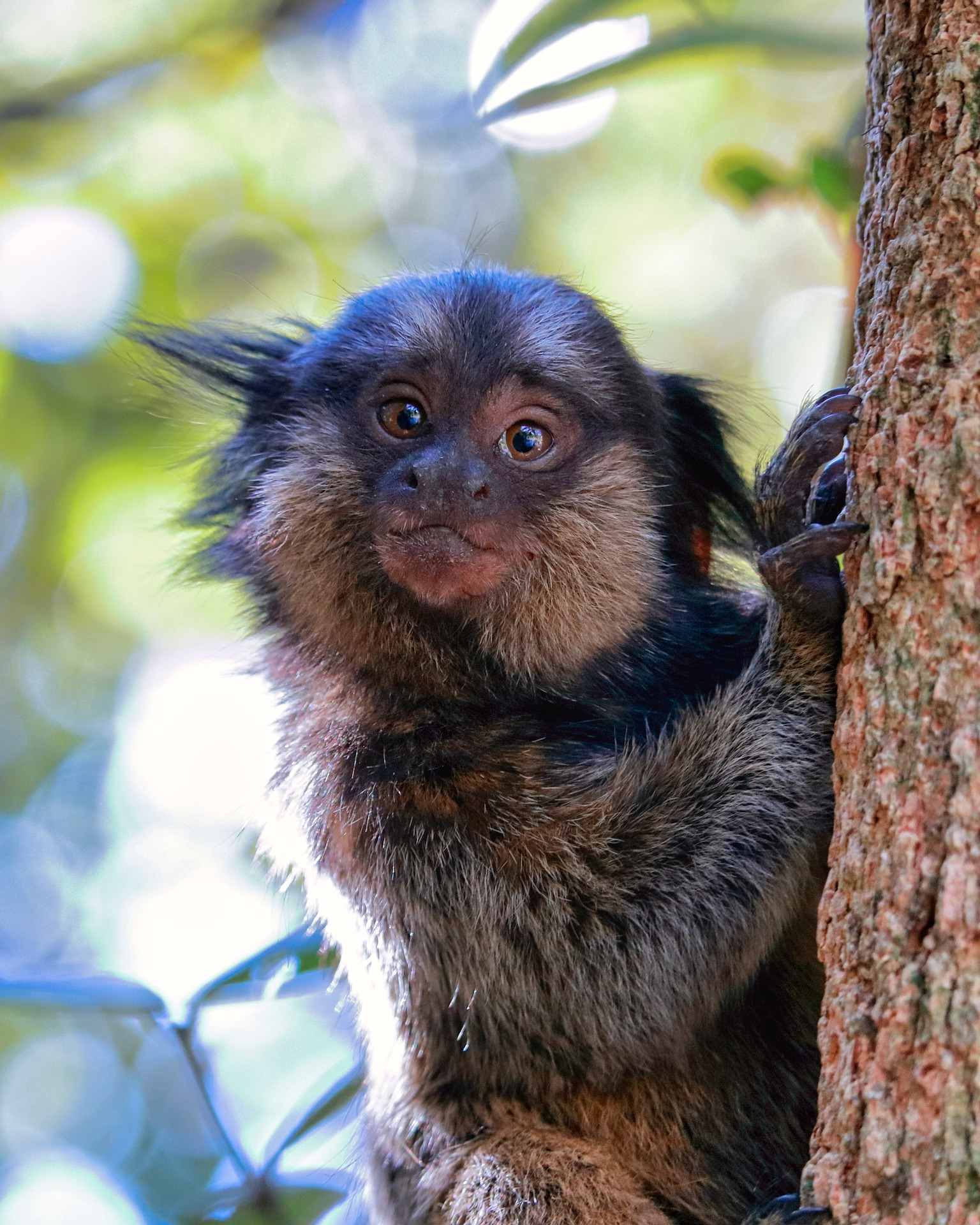 filhote de macaco ou soinho