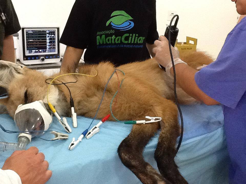 6 - Quando o animal chega ferido, imediatamente a equipe inicia o atendimento necessário - Foto: Cras Associação Mata Ciliar