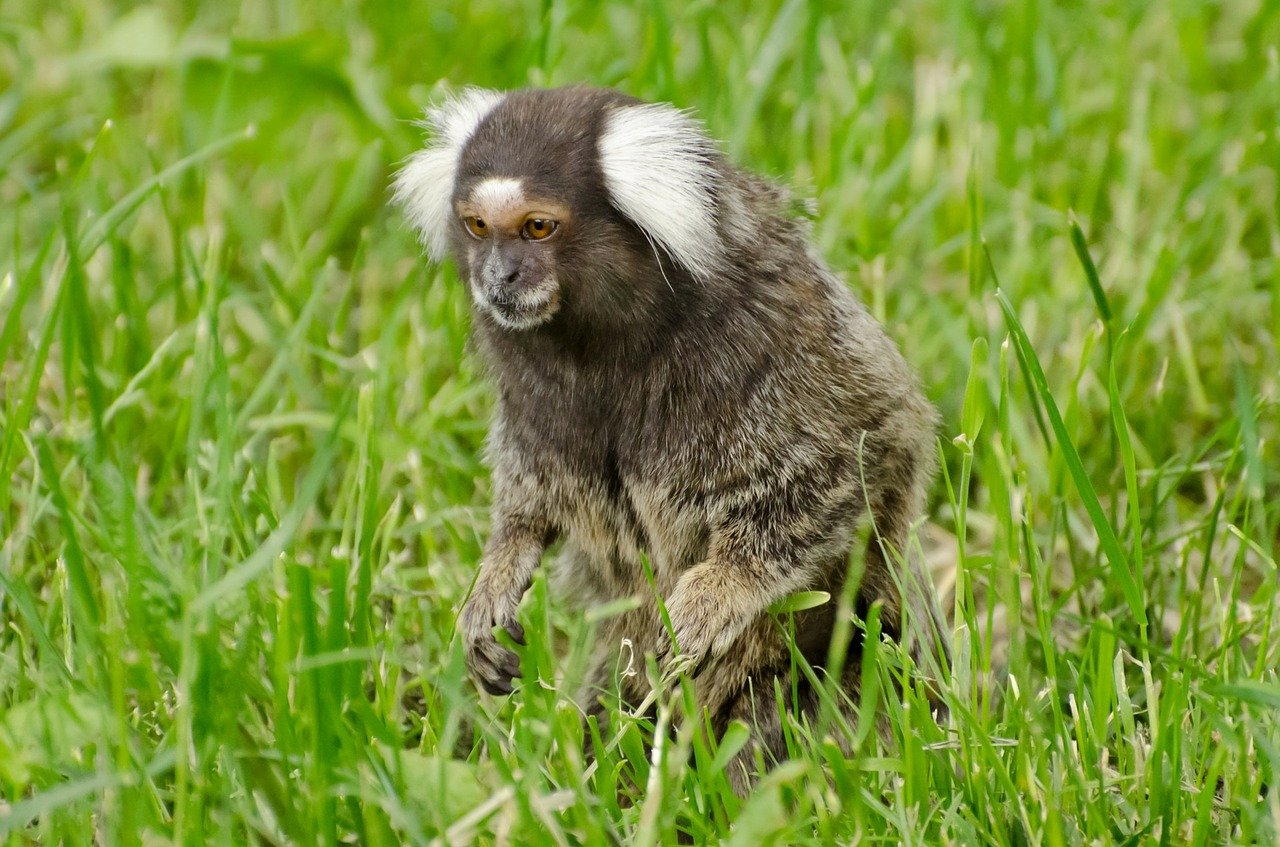 Você não deve alimentar os saguis - Fauna News