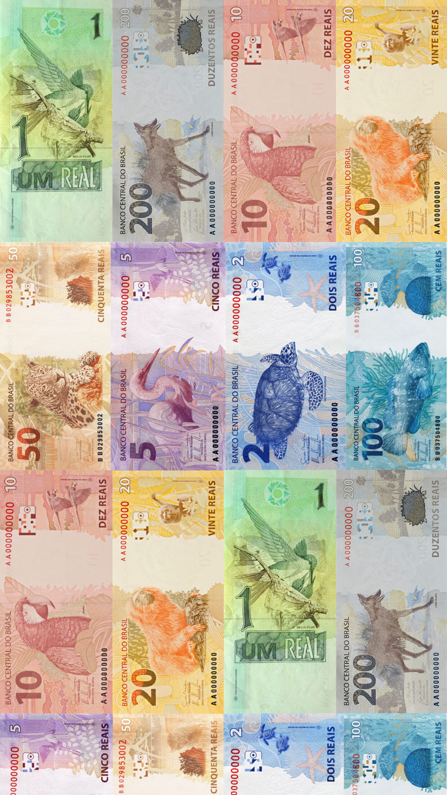 primeira tela capa01 Fauna News primeira tela capa01 Fauna News