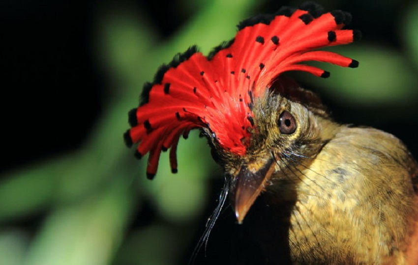 Fauna News