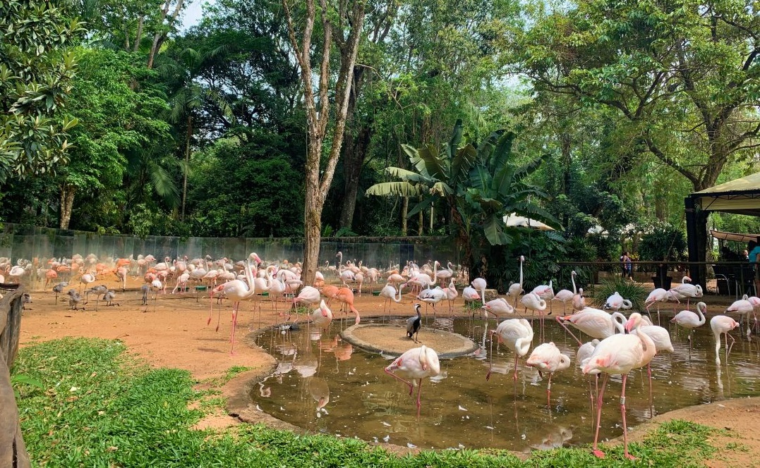 Fauna News