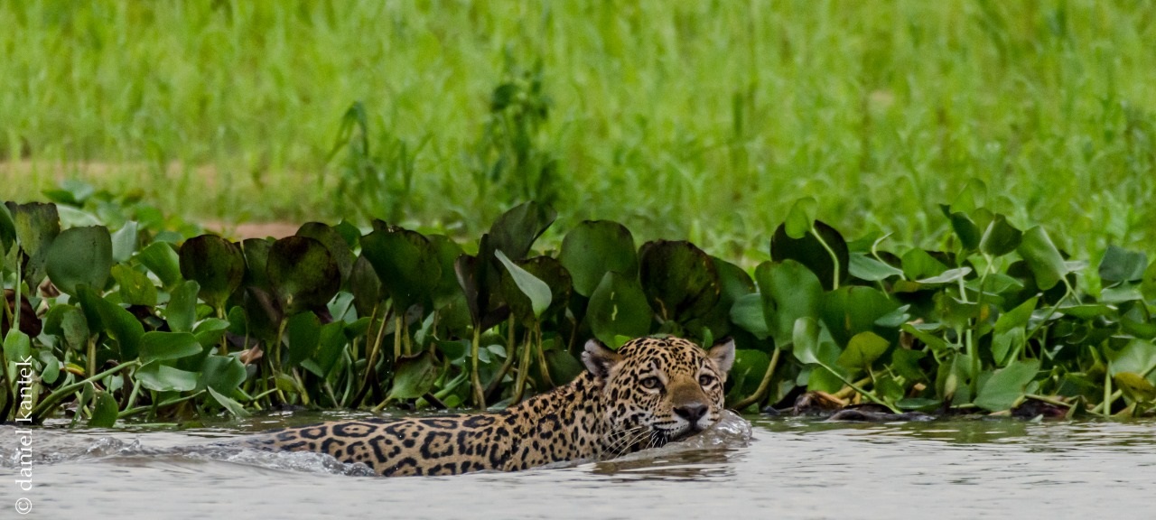 Fauna News