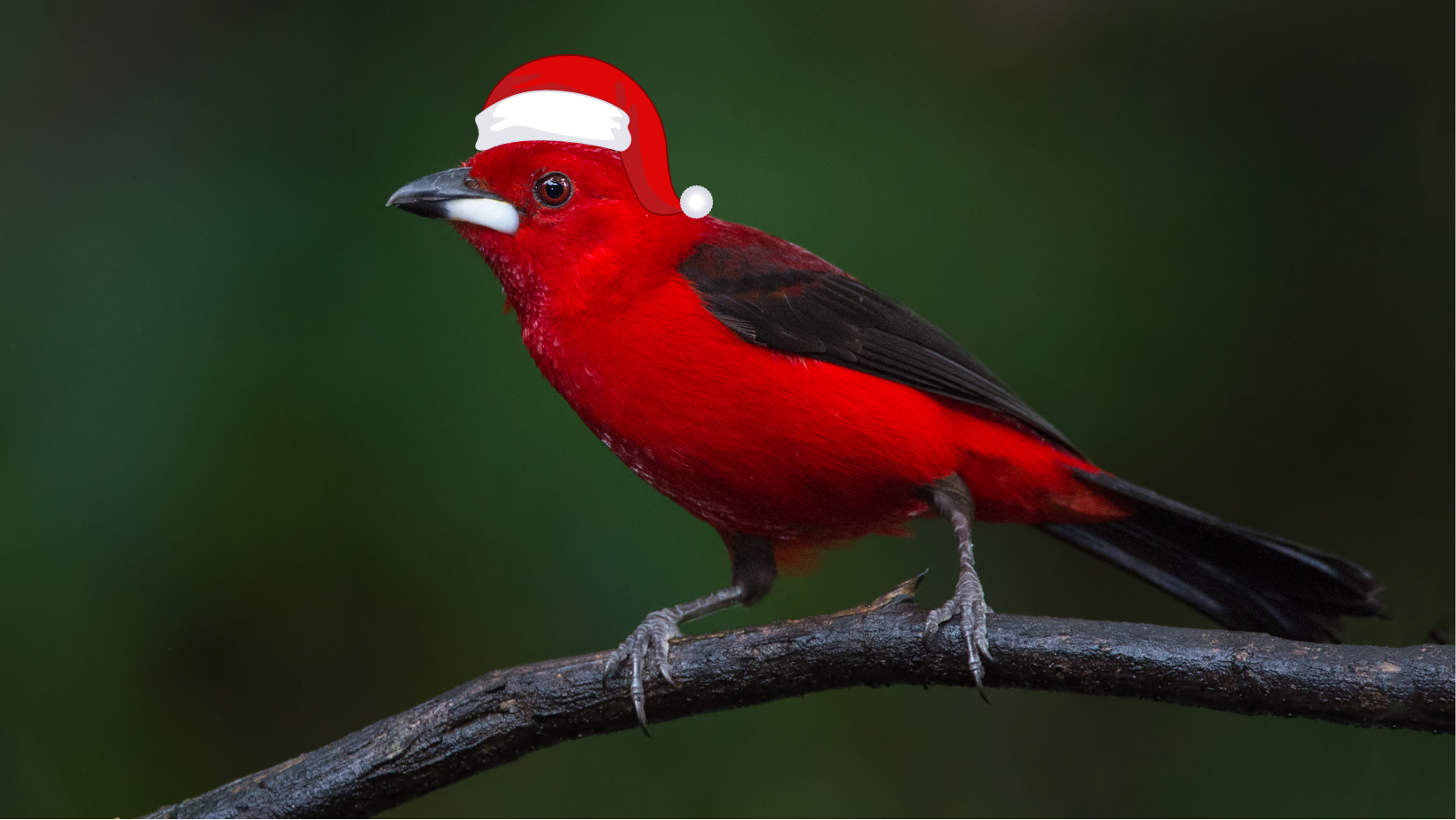 Fauna News