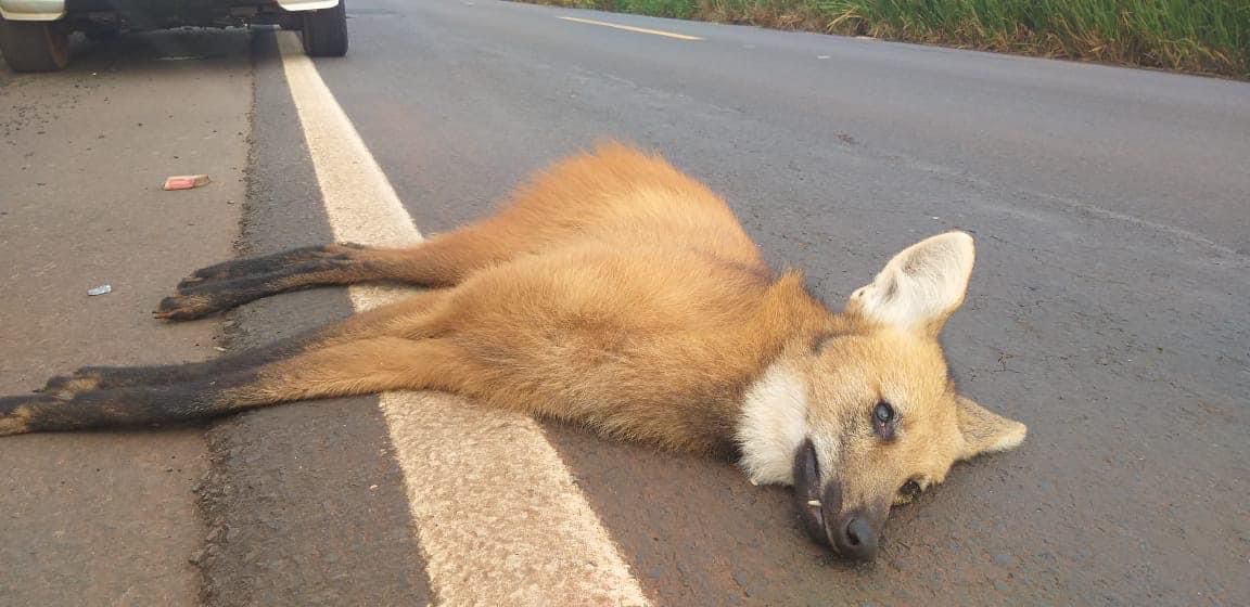 Fauna News