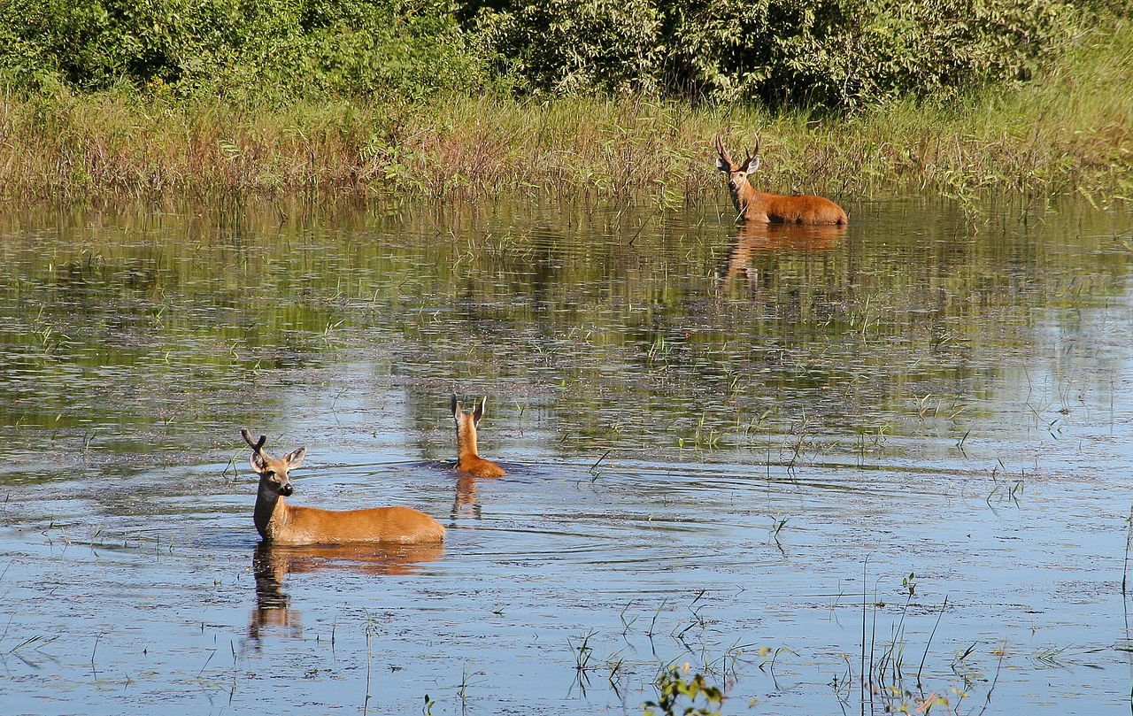 Fauna News