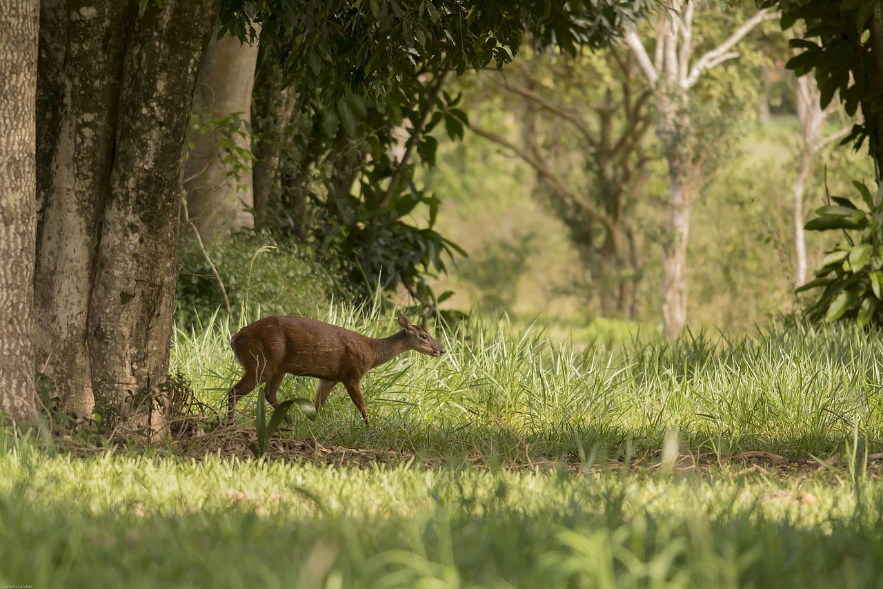Fauna News