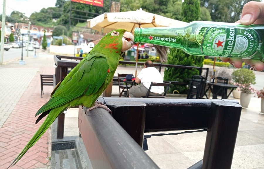 Fauna News