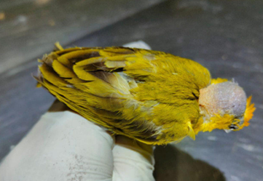Fauna News
