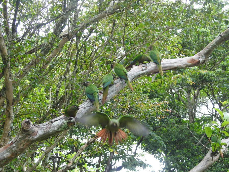 Fauna News