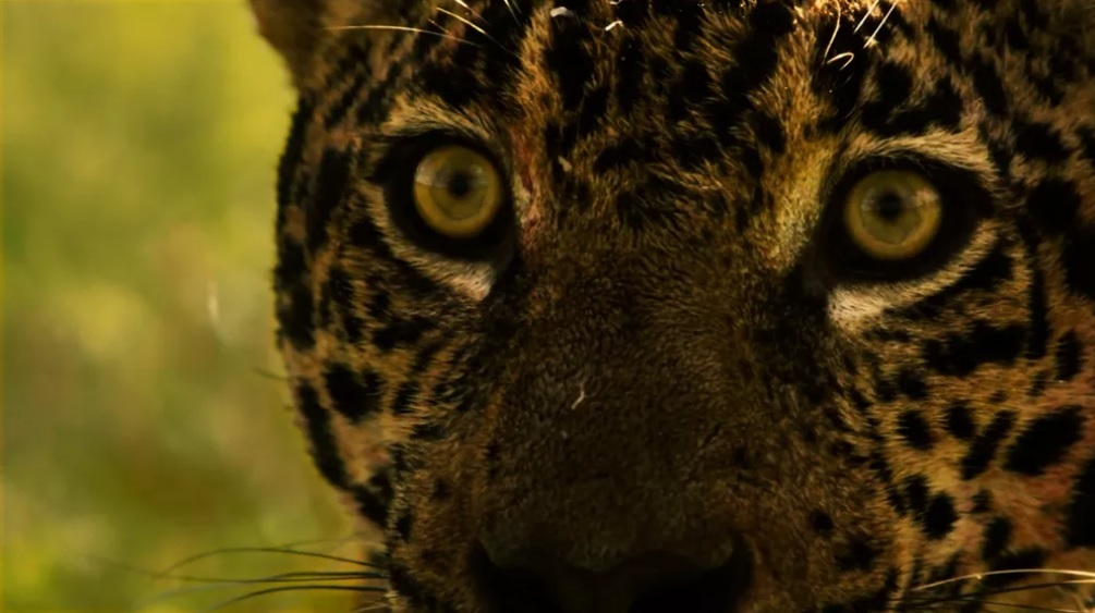 Fauna News
