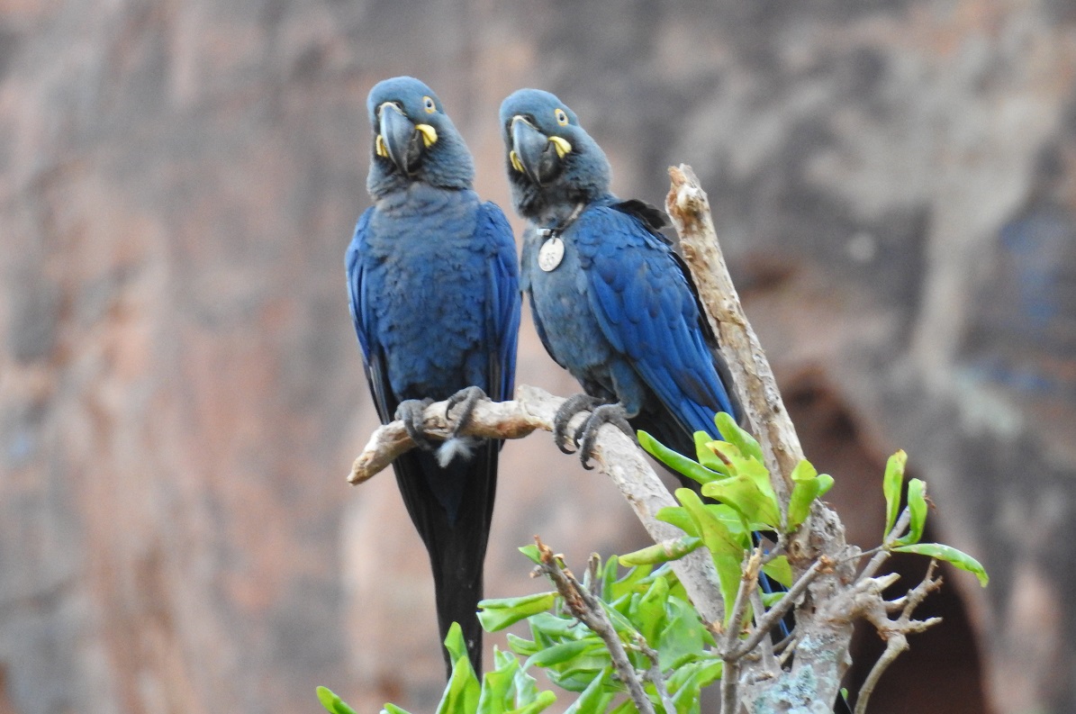 Como a observação de aves pode ajudar na conservação da arara-azul-de-lear?  - Fauna News