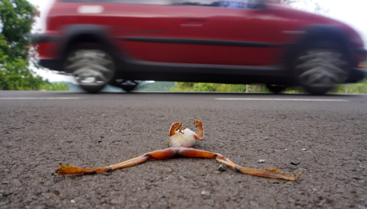 Fauna News