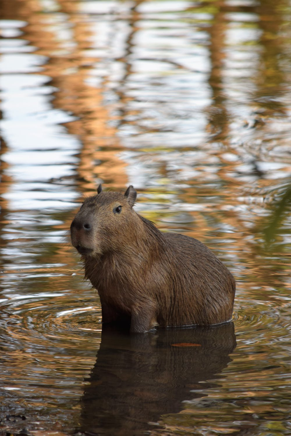 Capivara png