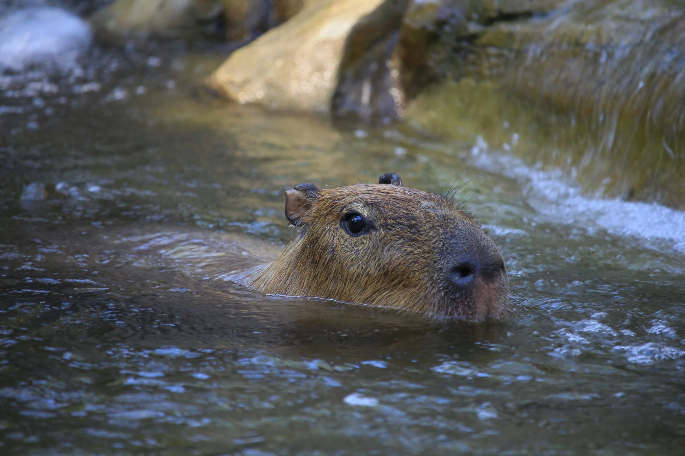 O Capibaribe deve estar feliz em rever as capivaras que deram