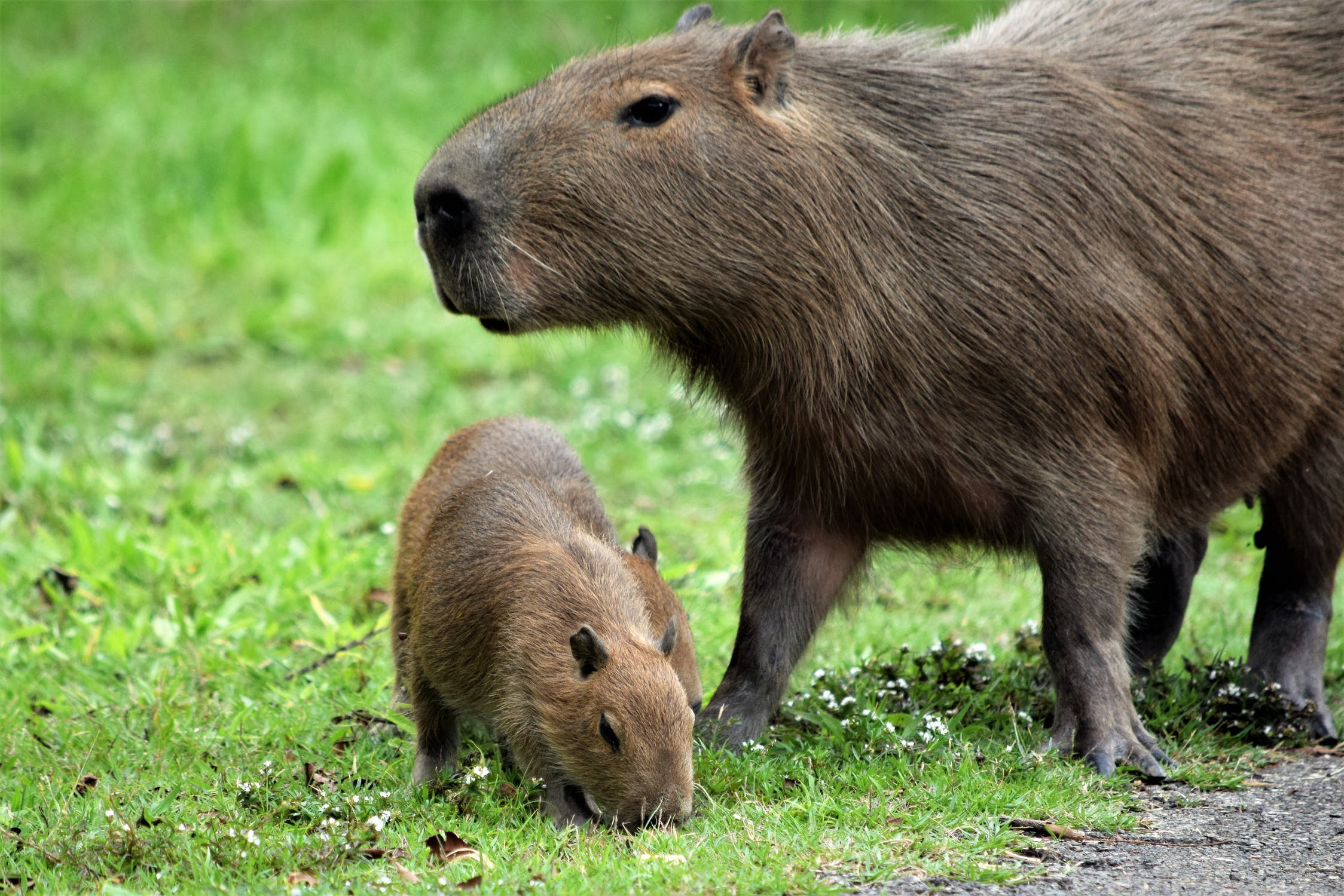 Qual capivara você é?