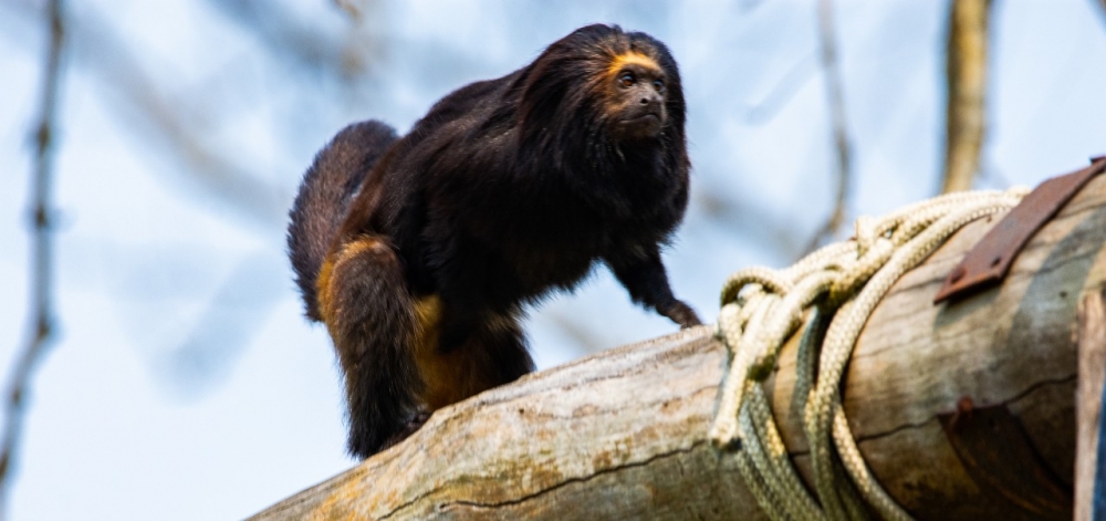 Fauna News