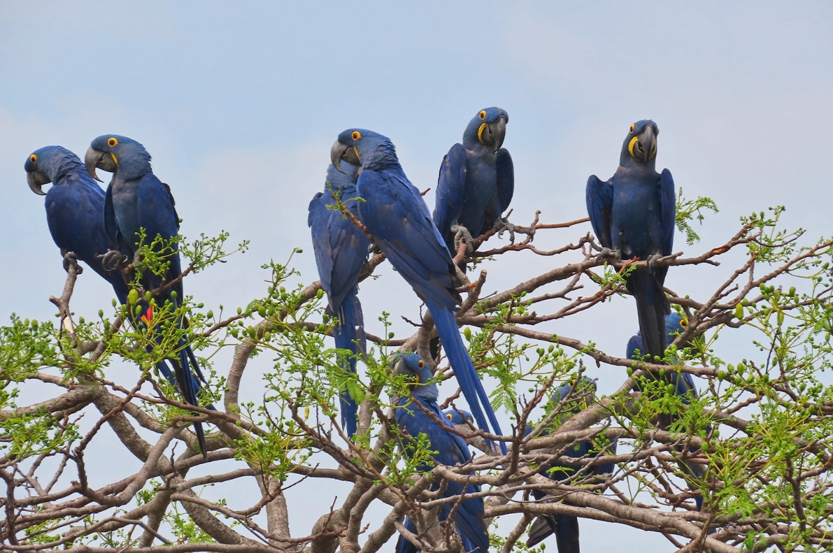 Fauna News