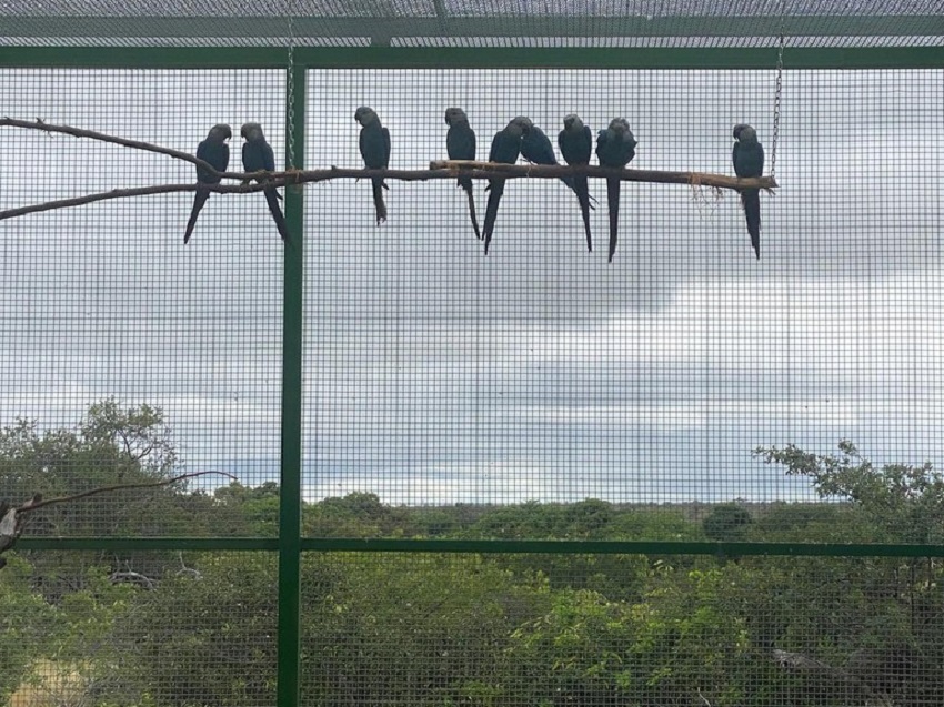 Fauna News