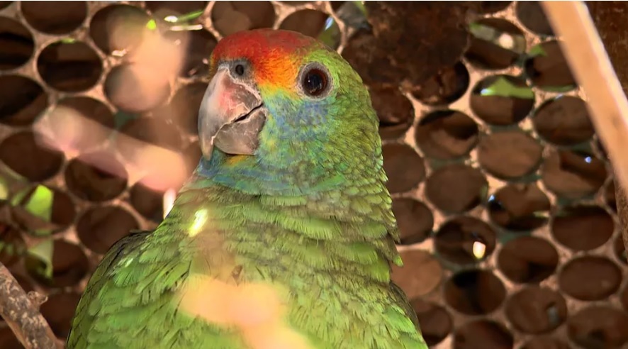 Fauna News