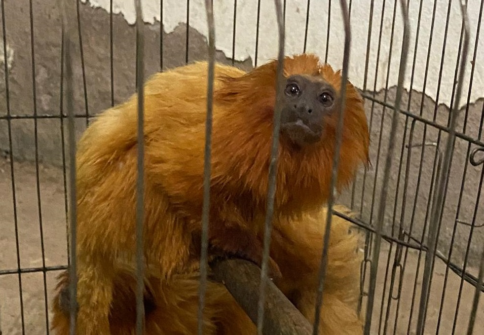 Filme Rio e o tráfico de animais silvestres - Educador Brasil Escola