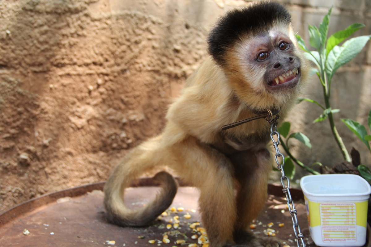 Macaco-prego na Bica faz 'selfie': entenda interação animal com