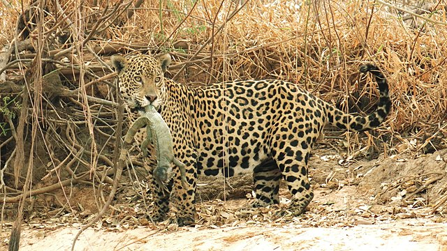 7 fatos sobre a suçuarana, o segundo maior felino das Américas - Mega  Curioso