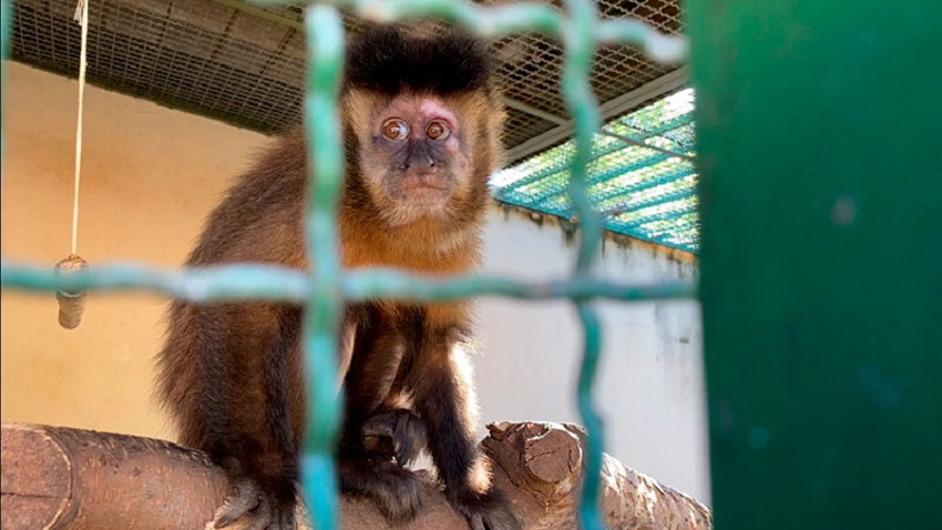 Fauna News