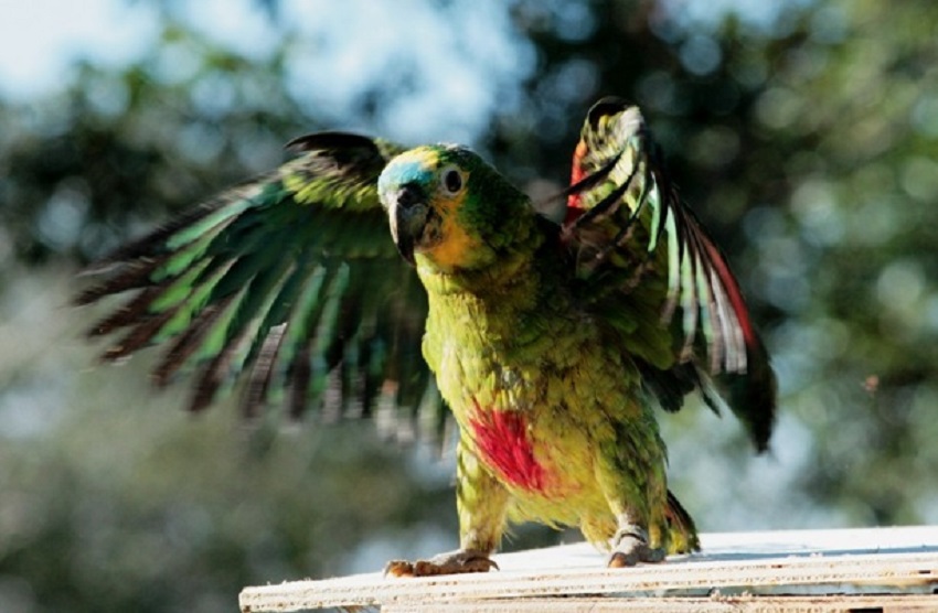 Fauna News