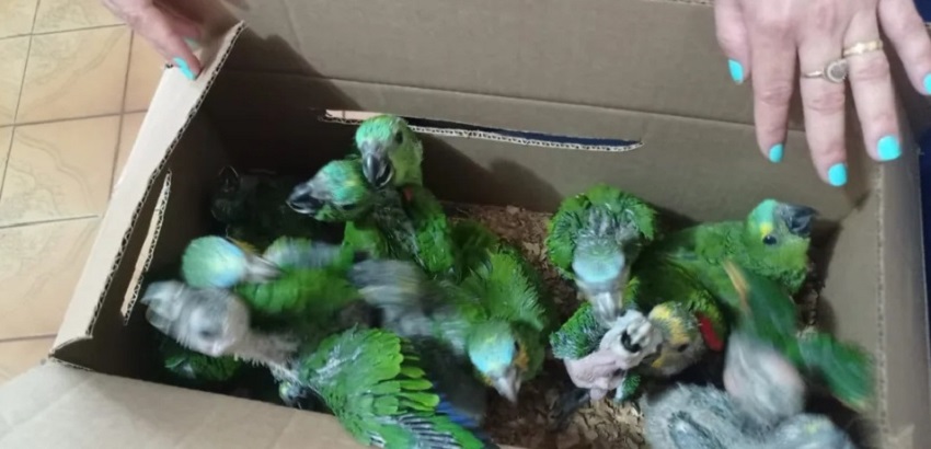 Fauna News