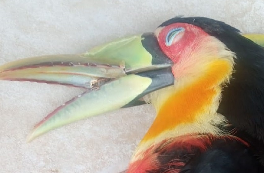 Fauna News
