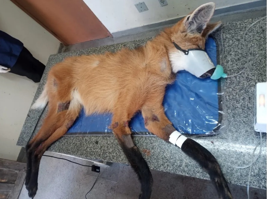 Fauna News
