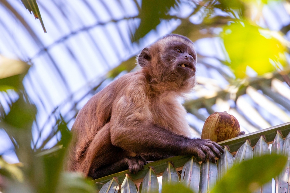 File:Macaco-prego no Parque Ecológico Itapemirim.jpg - Wikimedia