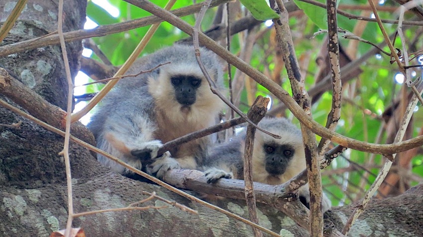 Macaco-aranha-de-cara-branca (Ateles marginatus)