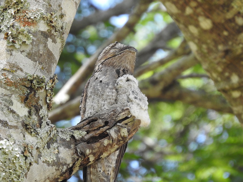 Fauna News
