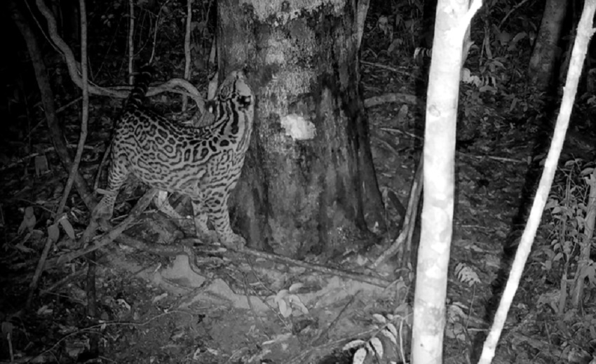 Fauna News