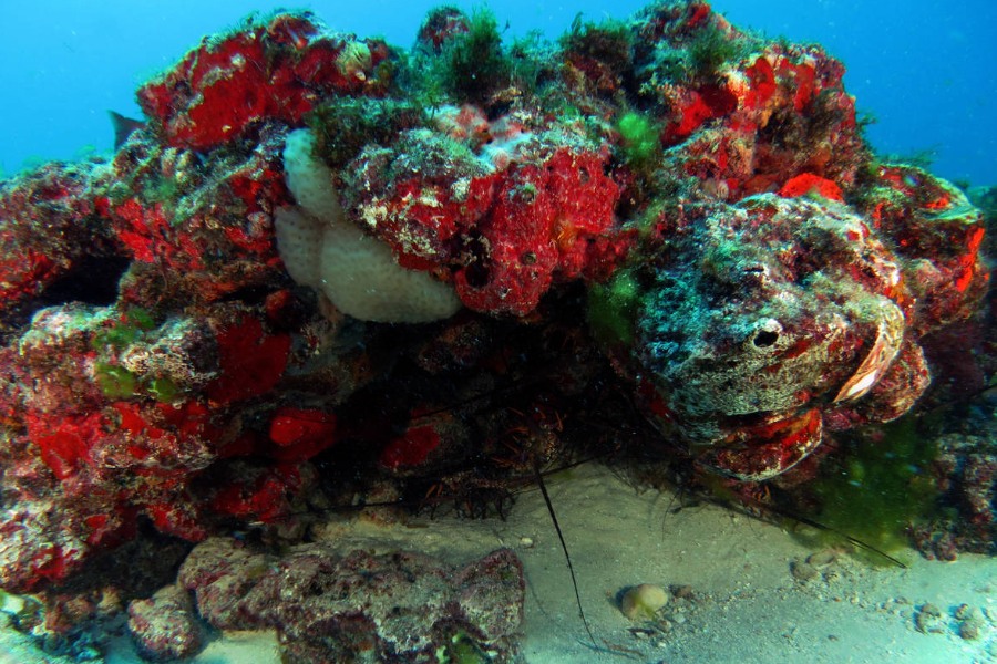 https://faunanews.com.br/wp-content/uploads/2022/12/recife-de-coral-Pedro-Bastos-de-Macedo-Carneiro-Peld-CSB-eco-noredeste.jpeg