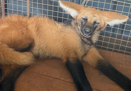 Fauna News