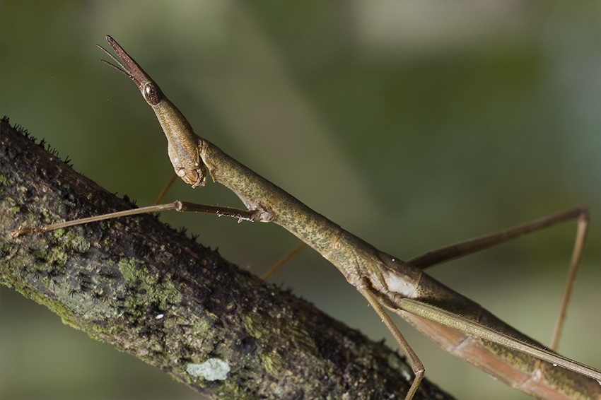 Cavalaria entomológica: insetos com nome alusivo aos equinos - Fauna News