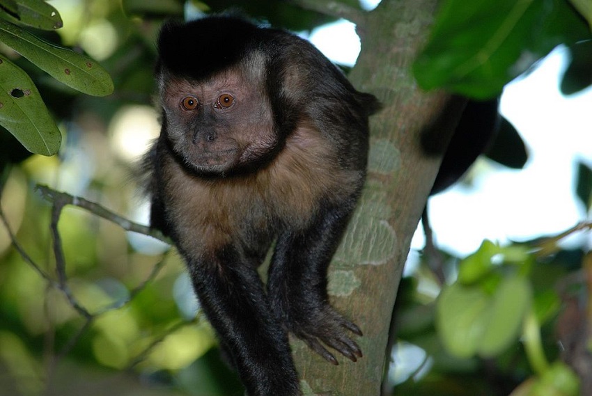 A Vida De Um Macaco Prego Que Virou Zeca Fauna News