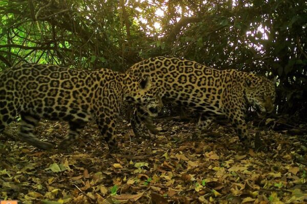 onças UCs mamíferos da amazônia | Fauna News