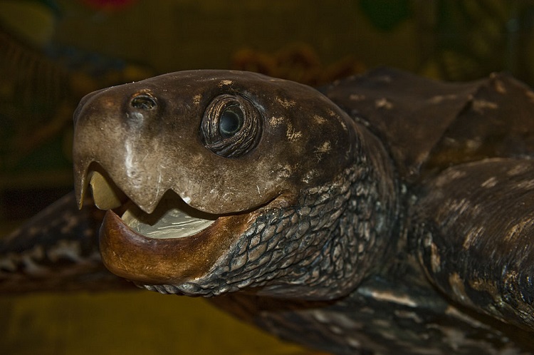 Imagem da cabeça de uma tartaruga-de-couro.